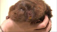 もふもふな生き物をなでなで