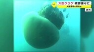 越前沖に大型クラゲ再び 定置網漁に大きな被害【福井】
