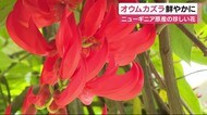 鮮やかな朱色「オウムカズラ」見頃に 50房以上もの花が 静岡・東伊豆町