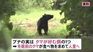 ブナの実「大凶作」クマの出没に注意 秋田