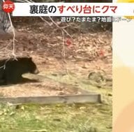 「信じられない！滑ってるよ！」好奇心旺盛な若いクマがすべり台から“ツルッー”地面に“ドーン”…思わぬ事態にびっくり顔　アメリカ