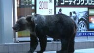 【札幌市東区クマ襲撃から4年】市街地での猟銃発砲のあり方が変わる「原則禁止・警察官が命じる」から「自治体の判断」に―しかしハードルは高く“跳弾”の危険性も 自治体は「かなり時間を要する」