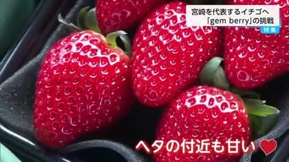 宮崎の新しい苺としてブランディング　　見た目も味も最上級「ジェムベリー」　