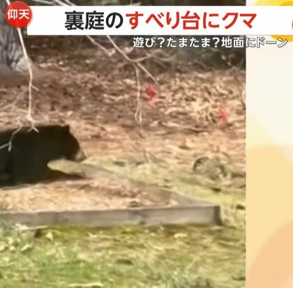 「信じられない！滑ってるよ！」好奇心旺盛な若いクマがすべり台から“ツルッー”地面に“ドーン”…思わぬ事態にびっくり顔　アメリカ