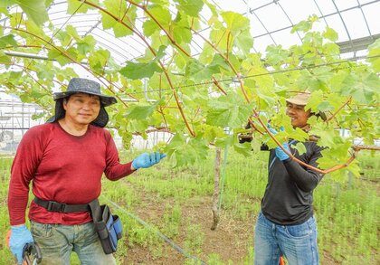 砂丘地に移住就農が続々のワケ? 隣接の福井市にまたがる園芸産地、10年余で41人