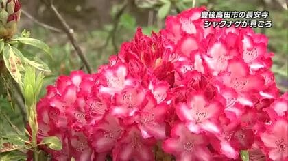 「花の寺」長安寺でシャクナゲが見ごろ　約1万3000株が境内を彩る　5月の連休ごろまで　大分