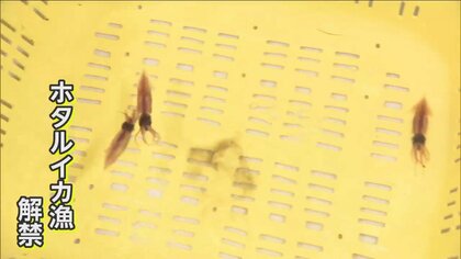 漁師「最悪」ホタルイカ漁解禁もわずか59匹…一方クロマグロは豊漁、170キロ超大物も　海で異変…明暗分かれる