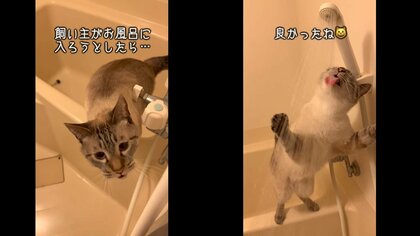 シャワーのお湯を“ブチギレおねだり“する猫が可愛い! シャワーヘッドに顔をスリスリ…なぜ好きなの?飼い主に聞いた
