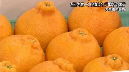ことしも美味しくできました　天草でデコポンの出荷始まる【熊本】