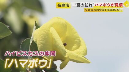 夏の訪れ 絶滅危惧の“一日花” 希少なハマボウ群落 川沿い1.7キロに730本が自生 7月末頃まで見頃 【福岡発】