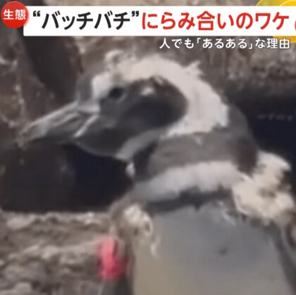 “バッチバチ”にらみ合うペンギン！　“パーソナルスペース”問題で険悪に…「ペンギン2羽分」守りたい？　東京・すみだ水族館