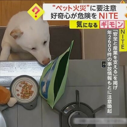 【ペット火災に要注意】留守番中の愛犬がコンロスイッチ押下も…10年間で事故61件、9割が“火災”に　NITE