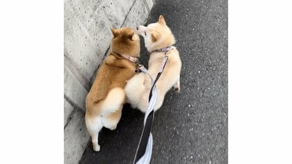 悪質すぎる？散歩での柴犬の“あおり運転”からの“幅寄せ”がかわいい…いつものことなのか普段の仲を飼い主に聞いた