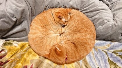 猫はこたつで丸くなる」を体現! 重なって眠る“仲良し双子猫”が見事なマル…飼い主「ハート型もあります」｜FNNプライムオンライン