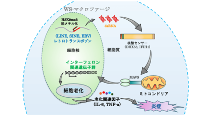 ウェルナー症候群に多い動脈硬化の発症メカニズムが明らかに~創薬開発への手がかりとなる動脈硬化研究の新たなプラットフォーム~