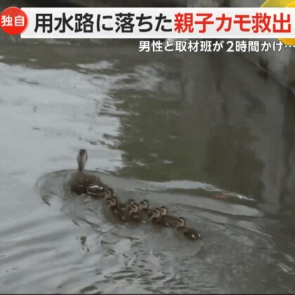 【独自】自力で抜け出せない…用水路に落ちた“親子カモ”　男性と取材班、2時間かけ救出に成功　佐賀市