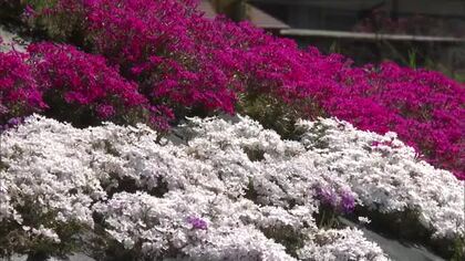 大型連休中も楽しめる…９種類のシバザクラが見頃　西粟倉村・おおがた芝桜公園【岡山】