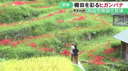 “日本の棚田百選”にも選ばれた丸山千枚田でヒガンバナが見頃 地元の農家が30年程前から大切に育てる