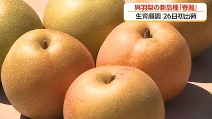 呉羽梨に新顔「香麗」登場　幸水より2週間早く味わえる新品種　サクサク食感と豊かな香りが魅力