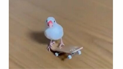 華麗な“スケボー技”を披露する文鳥がかっこいい…片輪上げて決めポーズなど上達中