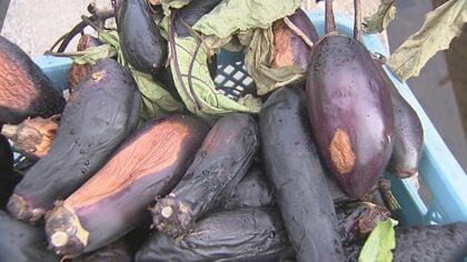 深刻　猛暑でナスが“日焼け”　例年より早い夏到来に被害が長引く可能性も　農家「何らかの対策をしていかないと厳しい」【大分発】