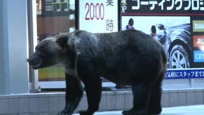 【札幌市東区クマ襲撃から4年】市街地での猟銃発砲のあり方が変わる「原則禁止・警察官が命じる」から「自治体の判断」に―しかしハードルは高く“跳弾”の危険性も 自治体は「かなり時間を要する」