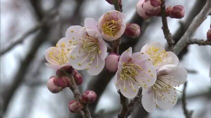 歴史ある旧家の屋敷や景色にようやく“春の彩り”　津山市二宮の立石家で紅梅や白梅が咲き始める【岡山】