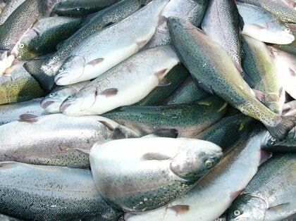 実は北海道から九州まで全国に生産地が広がっているサーモンの養殖 113のブランドや生産者名、生産量などを掲載したオリジナルマップ+オリジナルデータの最新版をリリース