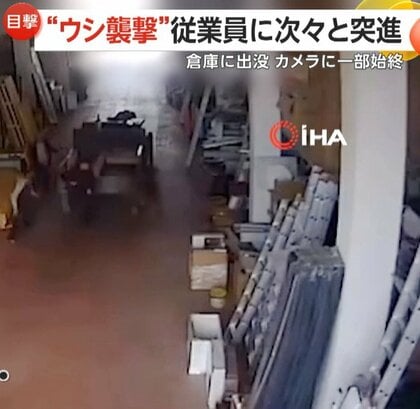 従業員に次々突進！“牛襲撃”の一部始終　逃げ回り転倒…間一髪で衝突免れる人も　トルコ