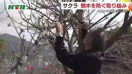 桜の名所でも”高齢化”進む… 地域住民が倒木防止へパトロール「毎日、散歩に来た時に見て回る