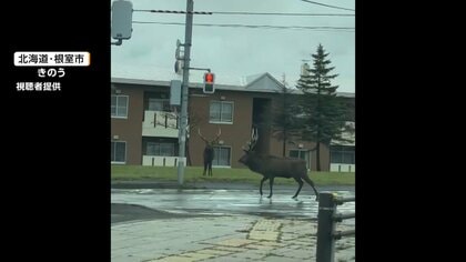 シカが角で車を“攻撃”　住宅街でも居座り 北海道でシカの目撃多発