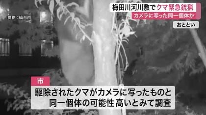 住宅街近くの河川敷でクマ１頭を緊急銃猟で駆除　カメラに映っていたものと同一個体の可能性〈仙台〉
