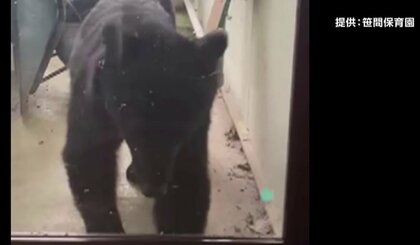 「ドンドンしている！」保育園にクマ　子供たち42人が昼寝中に出没　岩手…ハンターが“発砲”の瞬間も　札幌市　