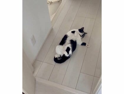 いつでもどうぞ！」ドアを開けると飼い猫がモフられ待ちの“へそ天”姿