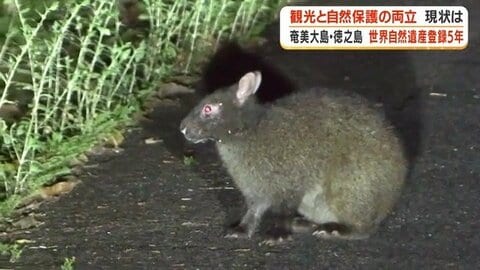 世界自然遺産・奄美大島、登録5年で来島者が過去最多45万人　「アマミノクロウサギ」守るルールと新たな課題