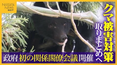 【クマ】ドラレコにもクマの姿…人の生活圏で目撃相次ぐなか政府が初の関係閣僚会議 11月中旬までに“クマ被害対策”取りまとめへ
