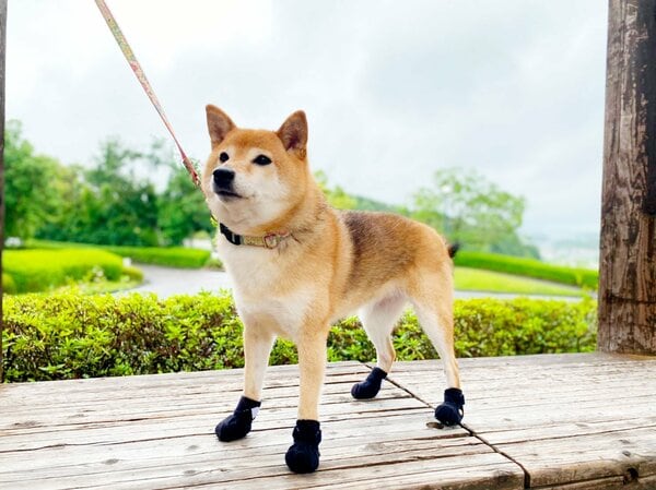 足裏を守るだけじゃない“犬用の靴”が登場…医療用品メーカーならではの