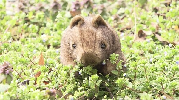 リアルすぎる」ウォンバットのキーホルダー SNSで話題に…飼育員のこだわり詰まった仕上がり【長野発】｜FNNプライムオンライン