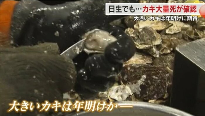 大きいカキは年明けか