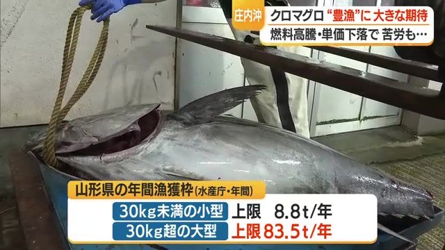 都道府県ごとに、クロマグロの大きさごとの漁獲枠が厳しく決められている