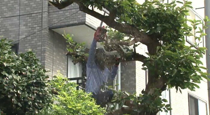 カキの木を剪定する業者