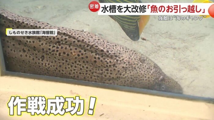 新居へ移ってきたウツボ