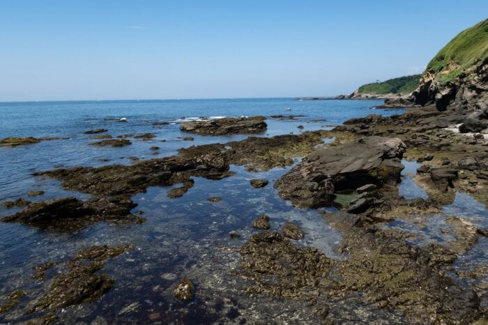 浅瀬でカツオノエボシに刺される(画像はイメージ)
