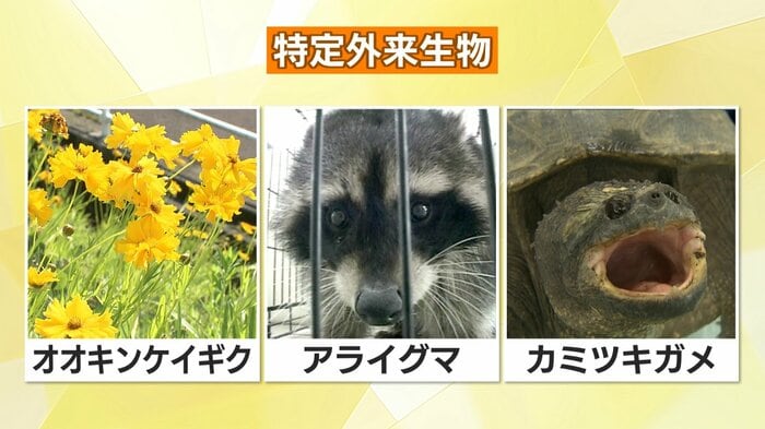 特定外来生物
