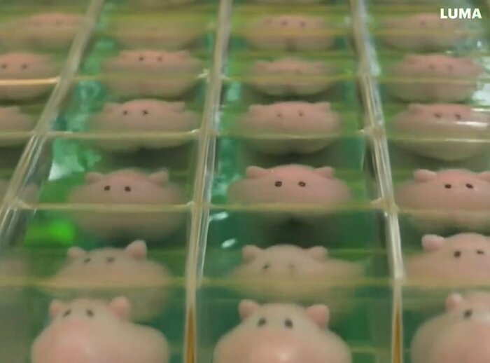 プカプカ動くメンダコたち