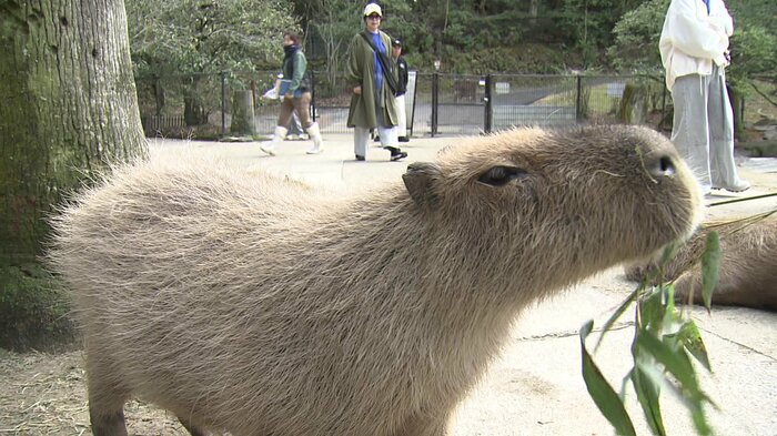 直接触れ合うことができるカピバラ