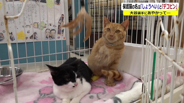 右前足を切断したしょうへい君(右)