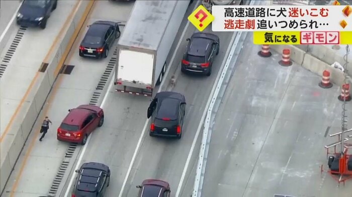 高速道路を逃げ回る犬と、追いかける警察官