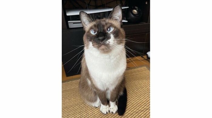 ちゅ〜る待ち中のつむぎちゃん