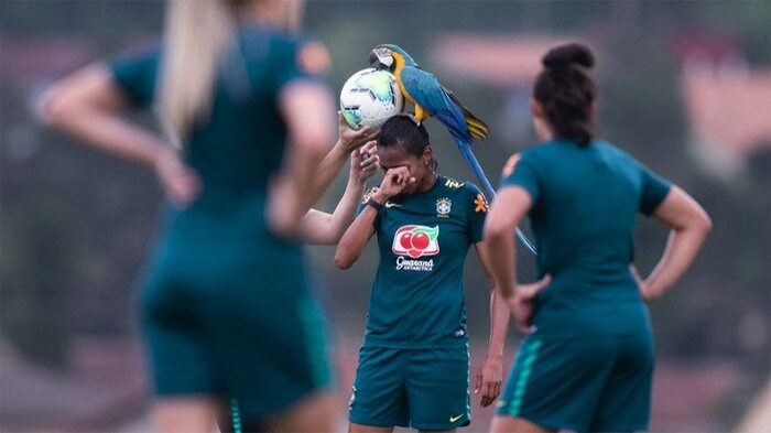 サッカーの試合にインコが乱入 ブラジル・リオデジャネイロ